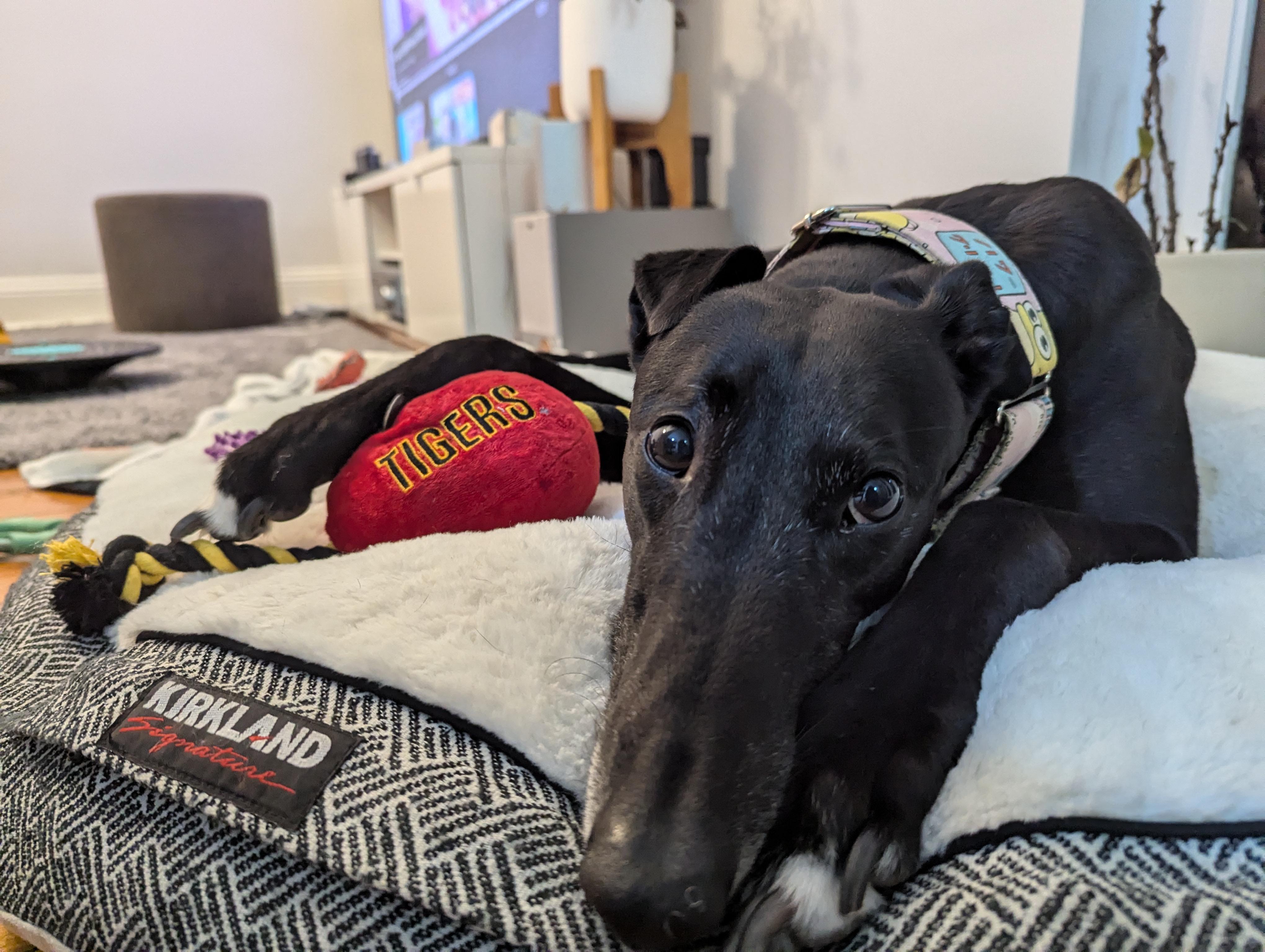 Nacho in a Santa hat